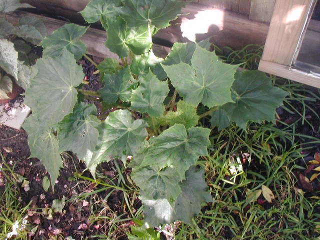 B. ‘Dancin’ Fred’